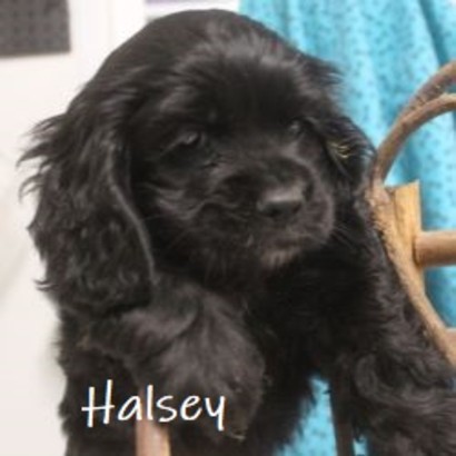 puppy, for, sale, Cocker Spaniel, Joe & Cherri  Overlease, dog, breeder, Miller, MO, dog-breeder, puppy-for-sale, forsale, nearby, find, puppyfind, locator, puppylocator, aca